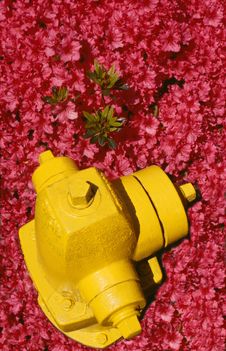 Hydrant And Azaleas Stock Photo Hydrant And Azaleas Stock Photo