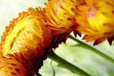 Angled Floral Strawflowers Stock Photography Angled Floral Strawflowers Stock Photography