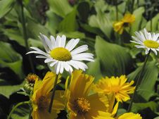Daisy Stock Image