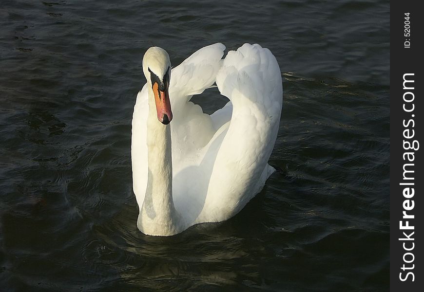 White swan