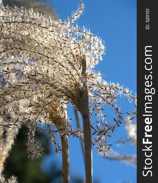 Pampas grass in Vancouver Island, British Columbia, Canada
