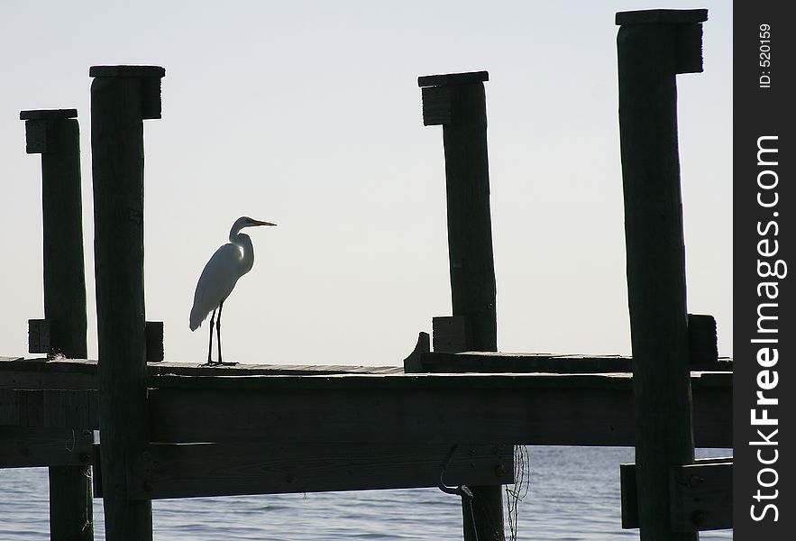 White Great Egret standing on a pier in Central Florida. Bird is in profile on the dock. Sky and water in the background. Photo ID: BeachScenes00006a. White Great Egret standing on a pier in Central Florida. Bird is in profile on the dock. Sky and water in the background. Photo ID: BeachScenes00006a