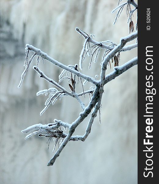 Frozen branch