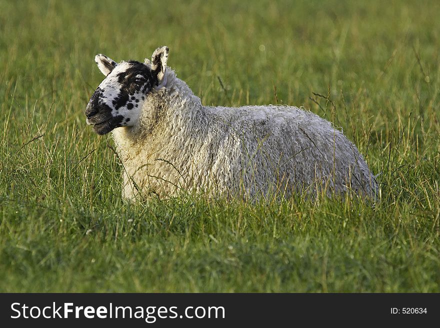 Sheep lying in field. Sheep lying in field