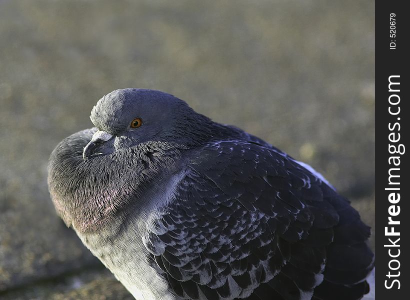 Pigeon Keeping Warm