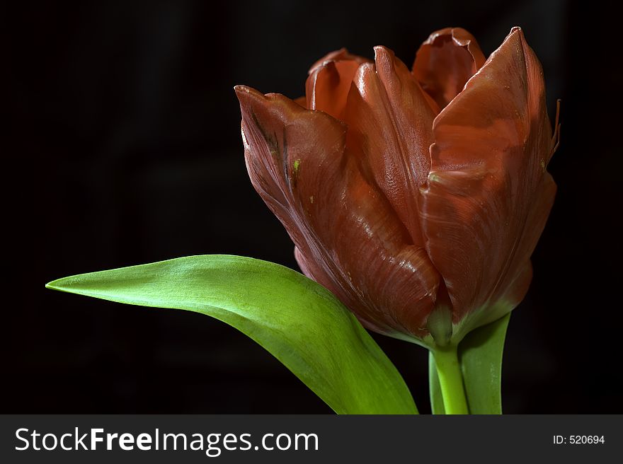 Red Tulip in Studio