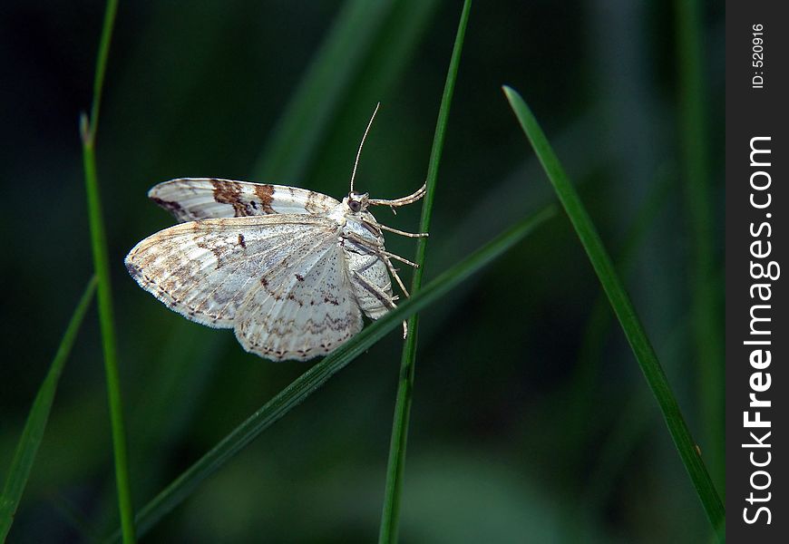 The butterfly of family Geometridae.