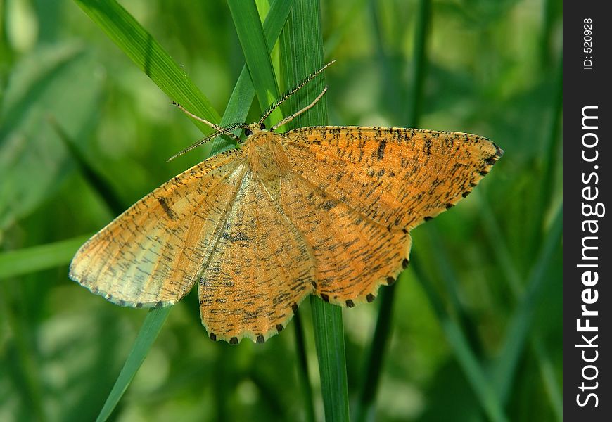 Angerona prunaria.