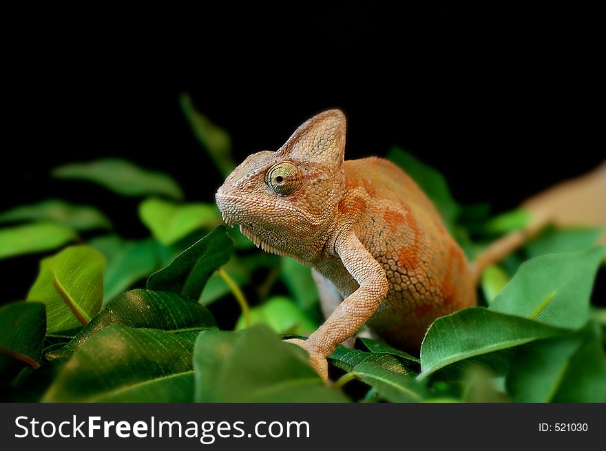 Lizard on leaves - bearded dragon