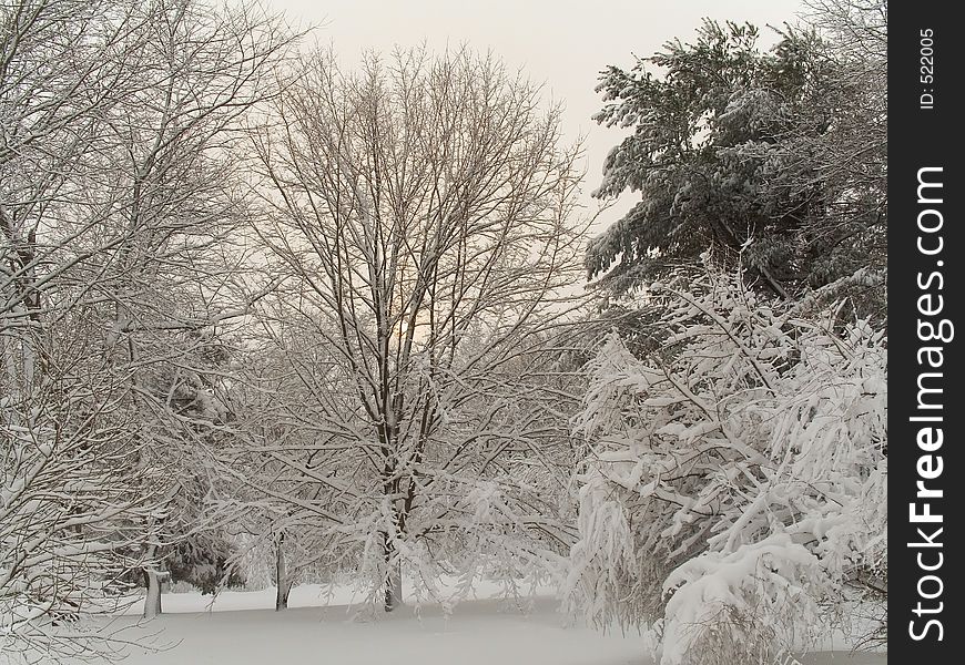 This is a shot of the woods covered with freshly fallen snow. This is a shot of the woods covered with freshly fallen snow.