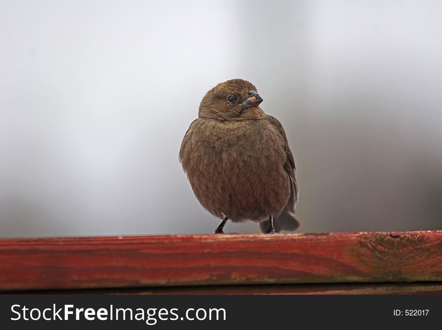 Bird looking for food on a cold winter day. Bird looking for food on a cold winter day