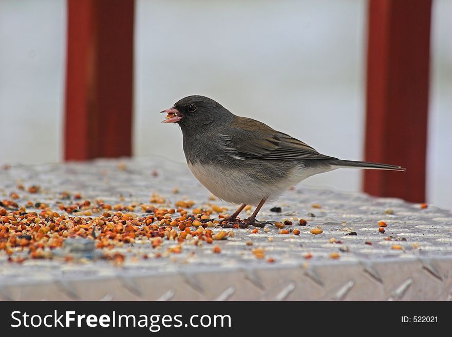 Bird looking for food on a cold winter day. Bird looking for food on a cold winter day