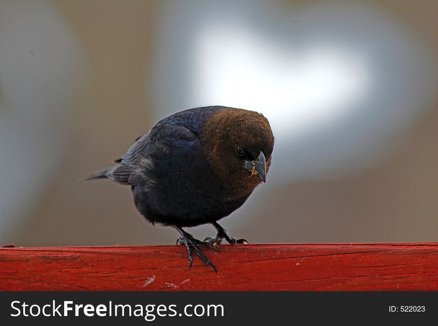 Bird enjoying seeds on a cold winter day. Bird enjoying seeds on a cold winter day