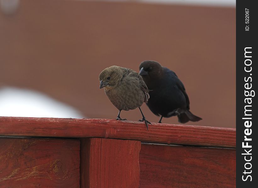 Birds looking for food on a cold winter day,. Birds looking for food on a cold winter day,