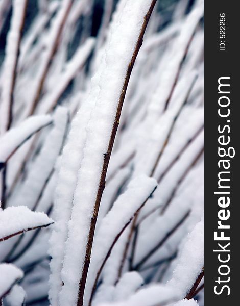 Branches Covered In Snow