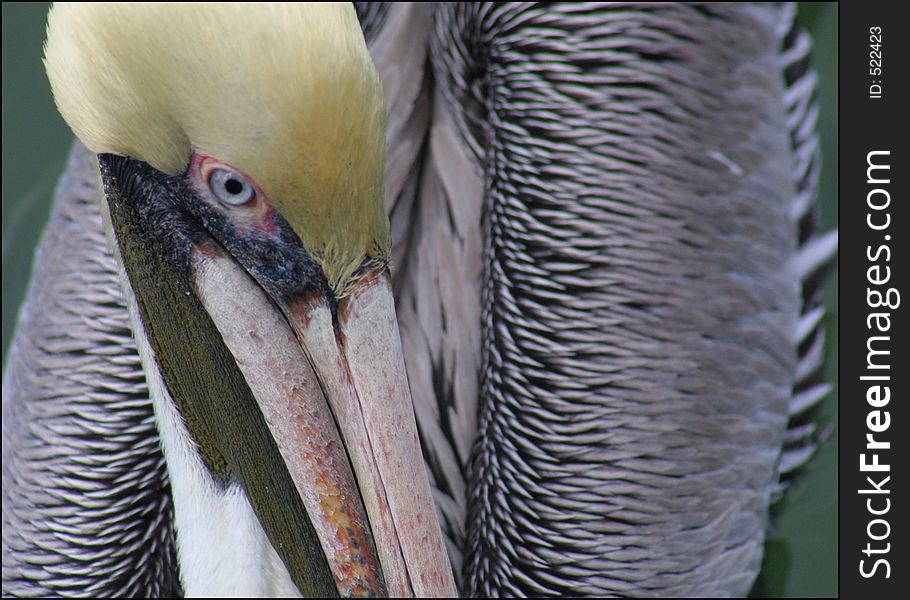 Close-up of pelican in florida. Close-up of pelican in florida