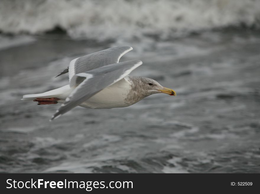 Seagull Flying taken a flight levet with the ocean as background