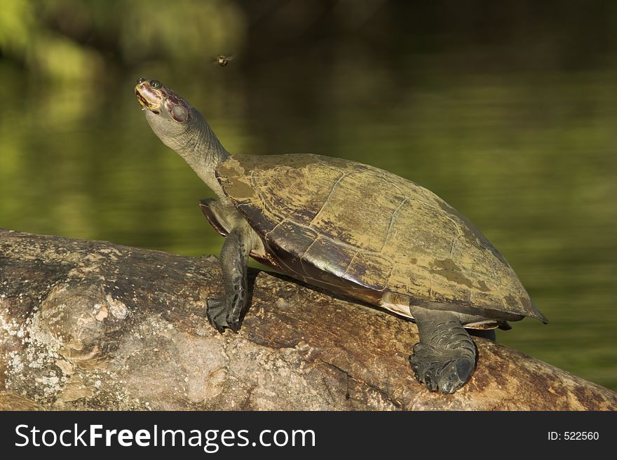 Turtle with a bee nearby. Turtle with a bee nearby