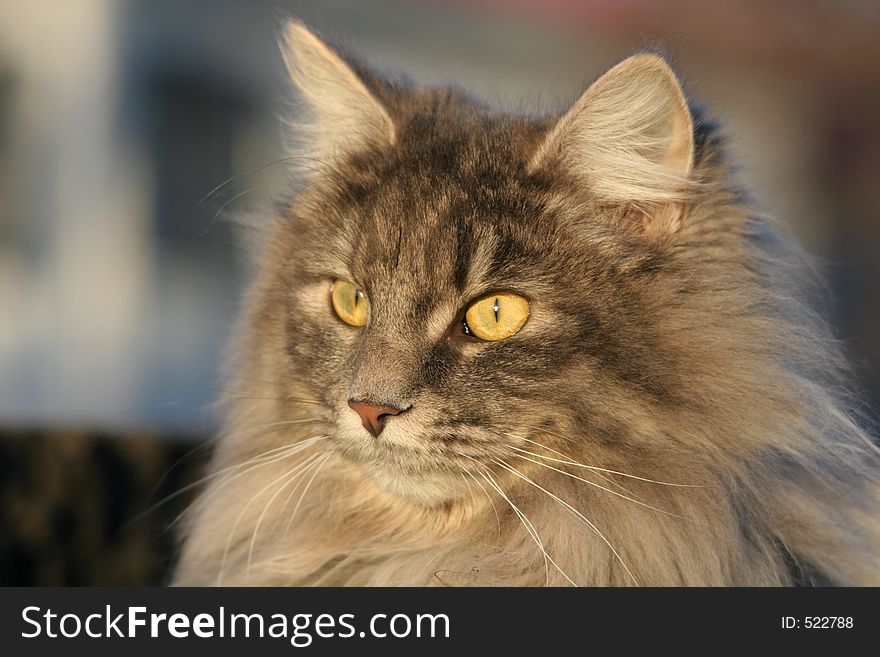 A closeup of a hairy cat. A closeup of a hairy cat