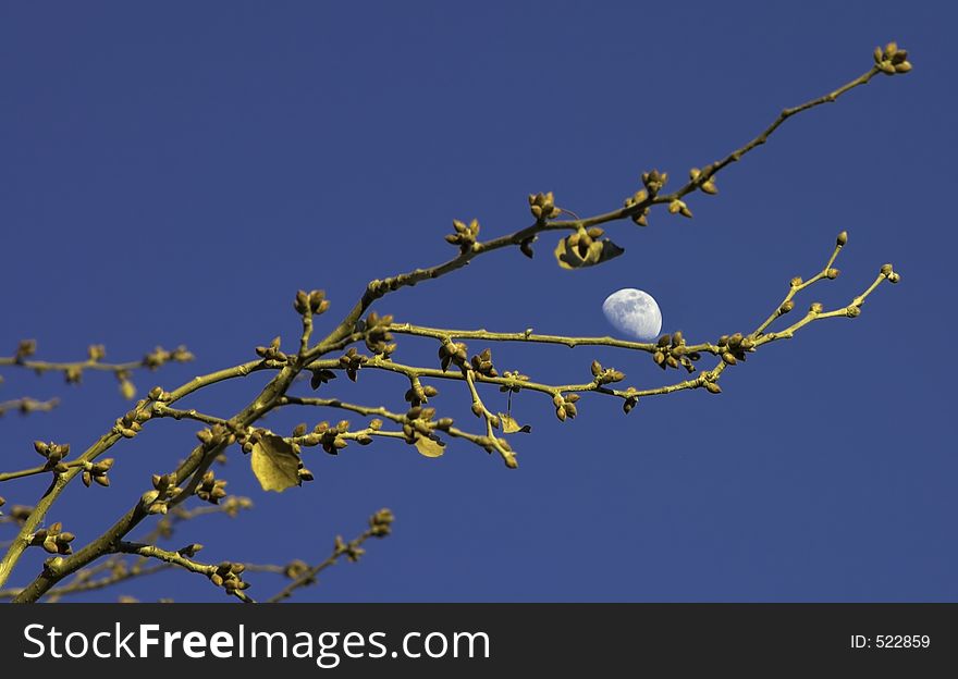 Image of the moon in the blue hour framed by some branches. Image of the moon in the blue hour framed by some branches.