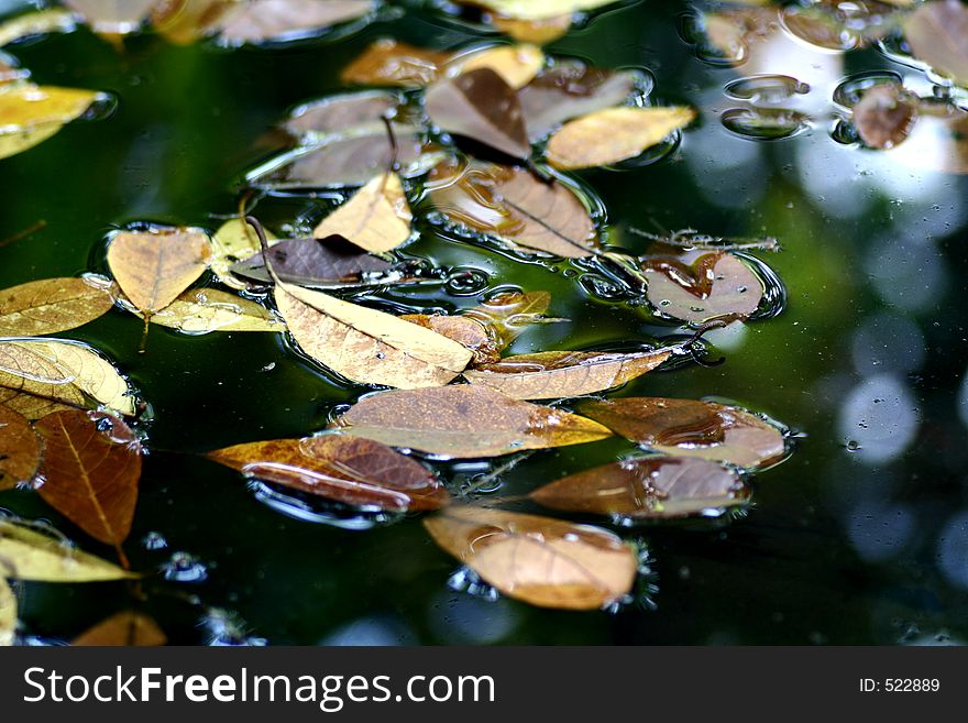 Fallen leaves on water. Fallen leaves on water