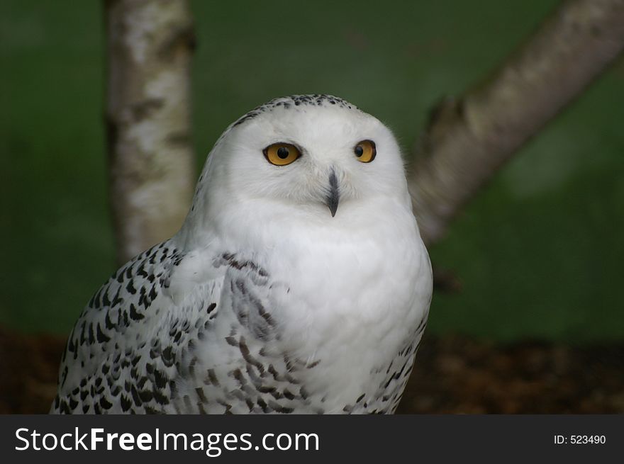 Picture of snow owl