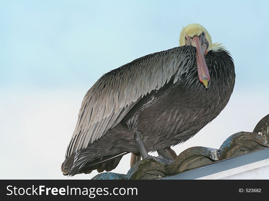 Old pelican sits on edge of pier cafe at San Diego's Shelter Island Pier. Old pelican sits on edge of pier cafe at San Diego's Shelter Island Pier.