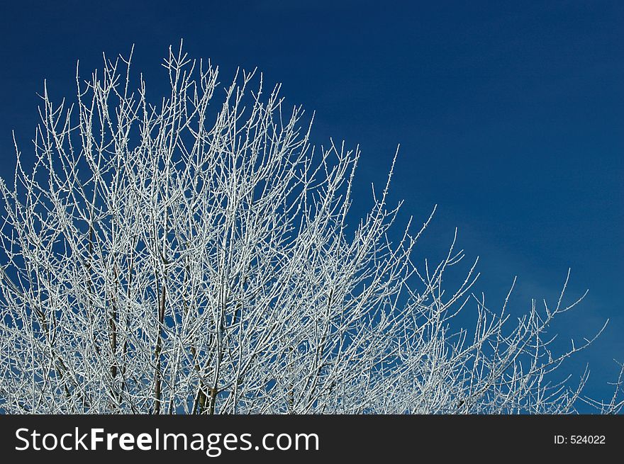 Frozen tree and deep blue sky. Frozen tree and deep blue sky