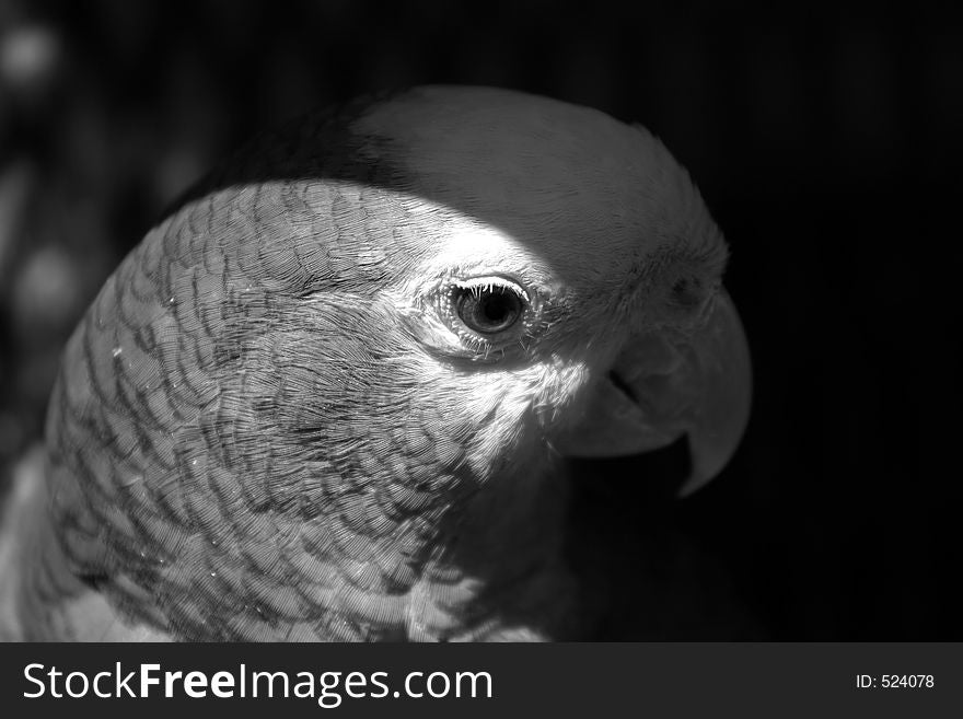 Black & white parrot