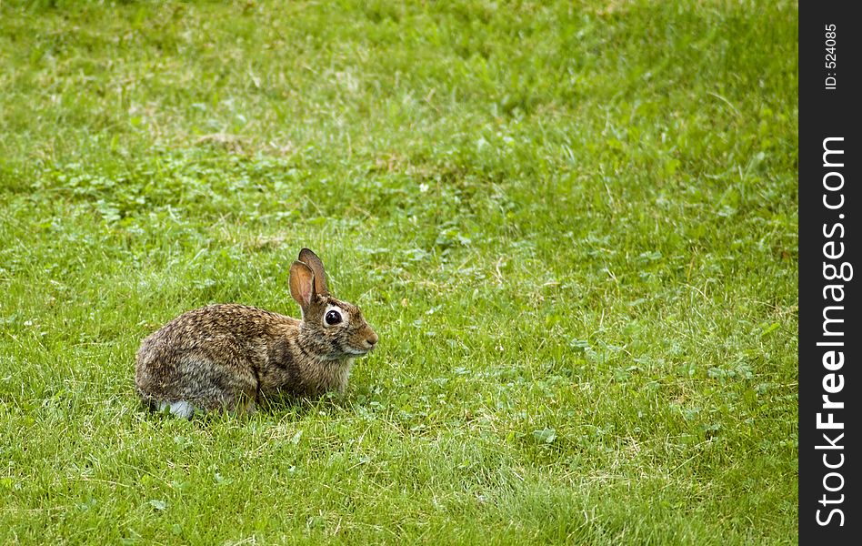 Eastern Cottontail (Sylvilagus floridanus) sits alertly in midst of field of grass and clover. Eastern Cottontail (Sylvilagus floridanus) sits alertly in midst of field of grass and clover
