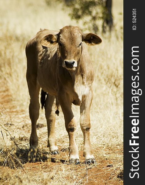 Cattle on a farm in Northern Namibia, Africa. Cattle on a farm in Northern Namibia, Africa