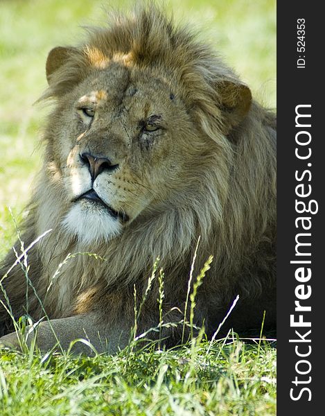 Male lion photographed in captivity. Male lion photographed in captivity