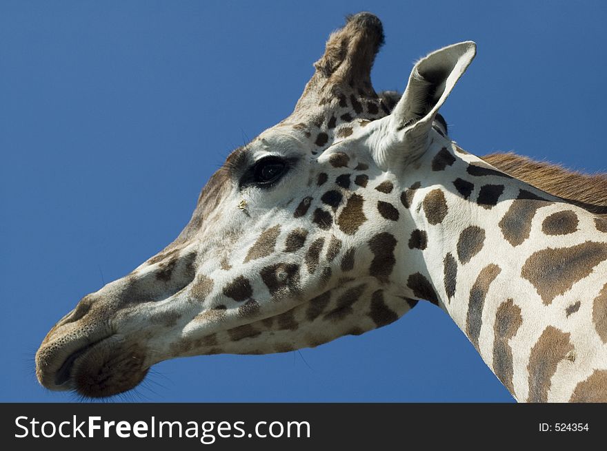Longneck Giraffe