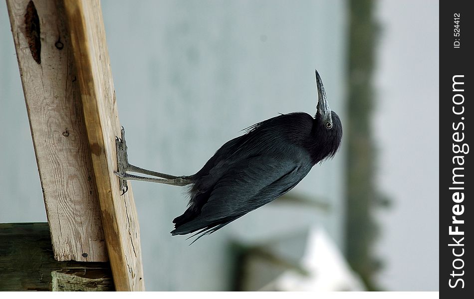 Photographed a small heron at a local marina in Florida. Photographed a small heron at a local marina in Florida.