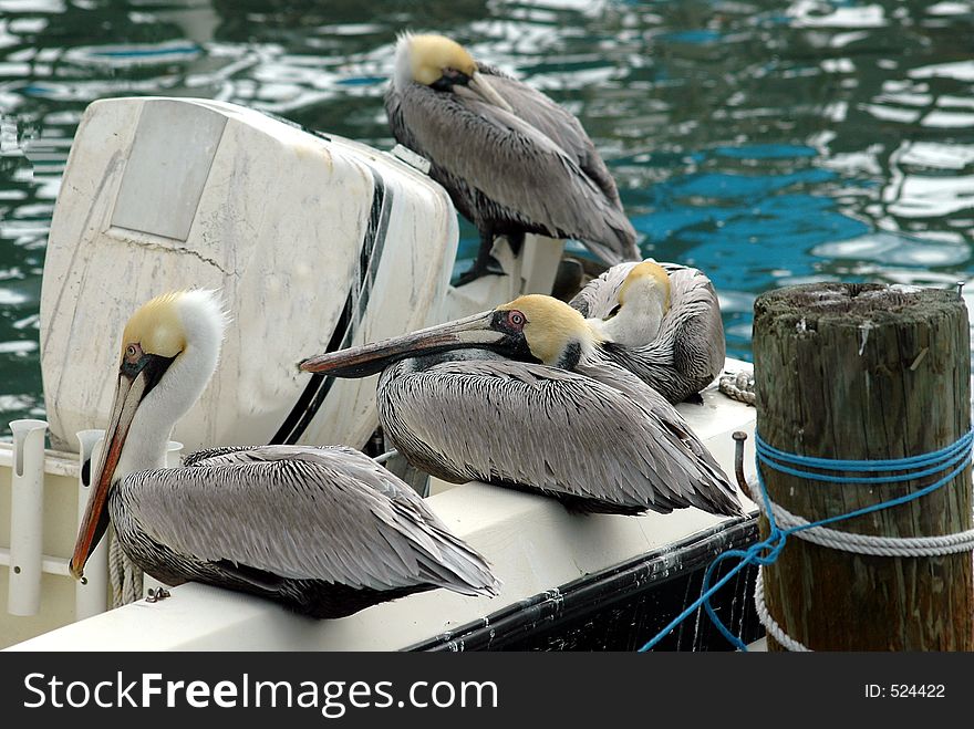 Pelicans On A boat