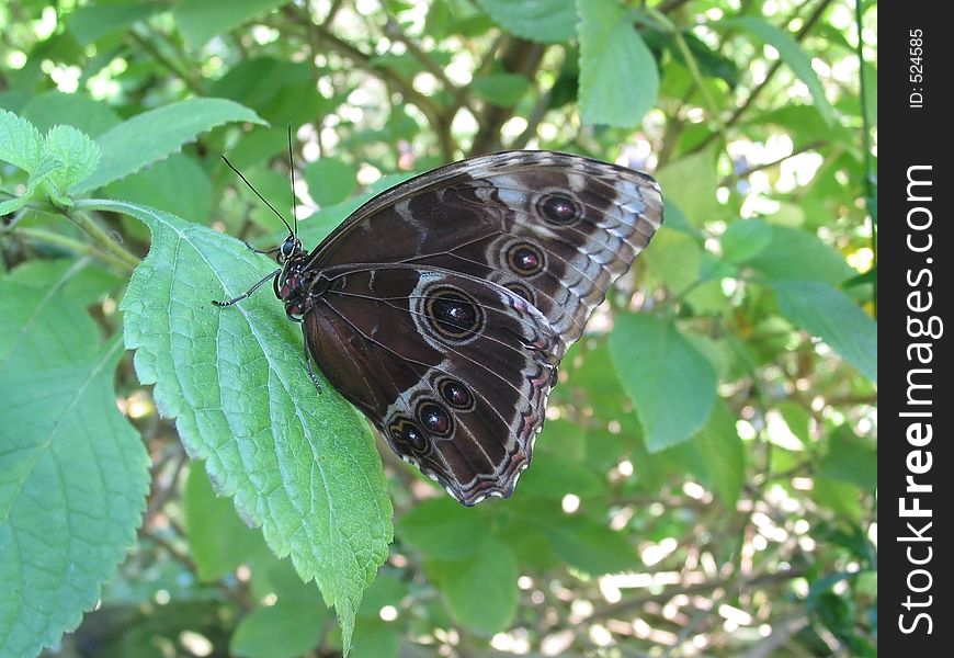 Butterfly on Leaf