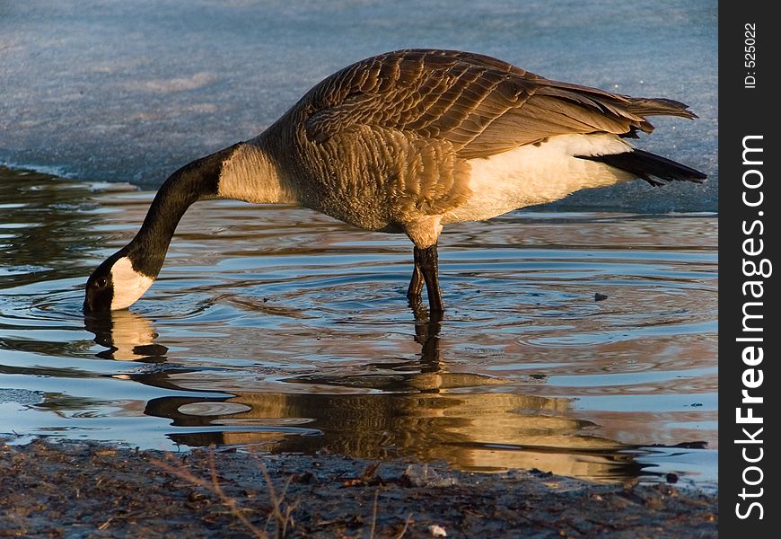 A Canada Goose sips from a partly frozen pond in early spring. A Canada Goose sips from a partly frozen pond in early spring.