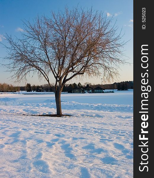 A lone, leafless tree stands amongst a thick coating of snow. A lone, leafless tree stands amongst a thick coating of snow.