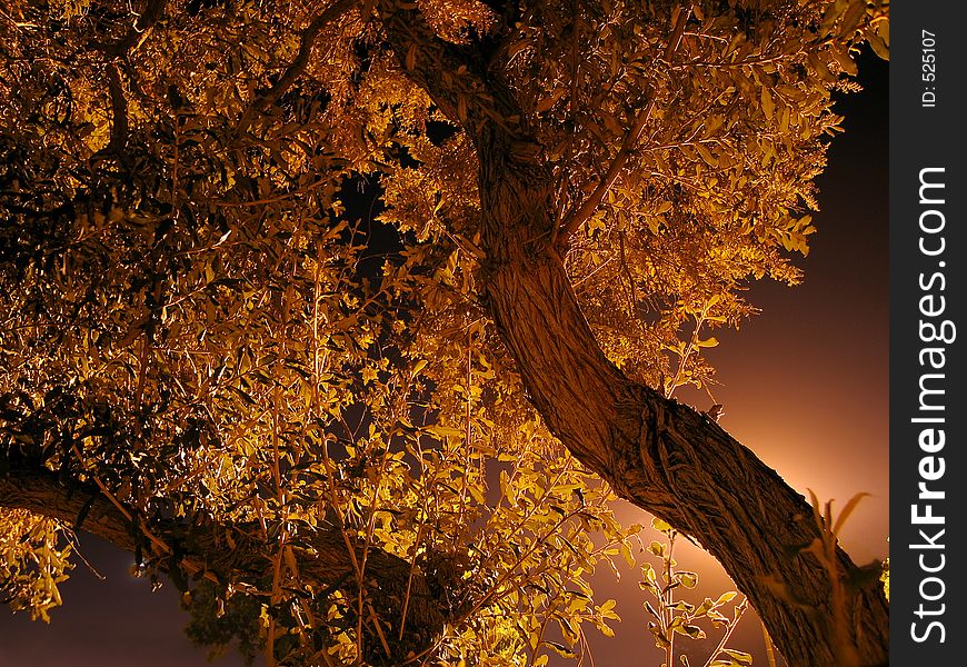 Tree Silhouette With Leaves