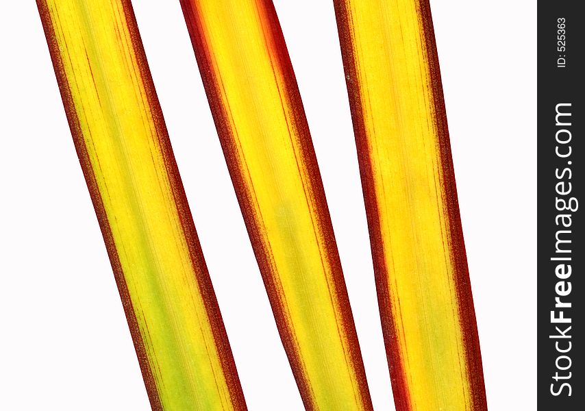 Close up of palm long leafes. Close up of palm long leafes