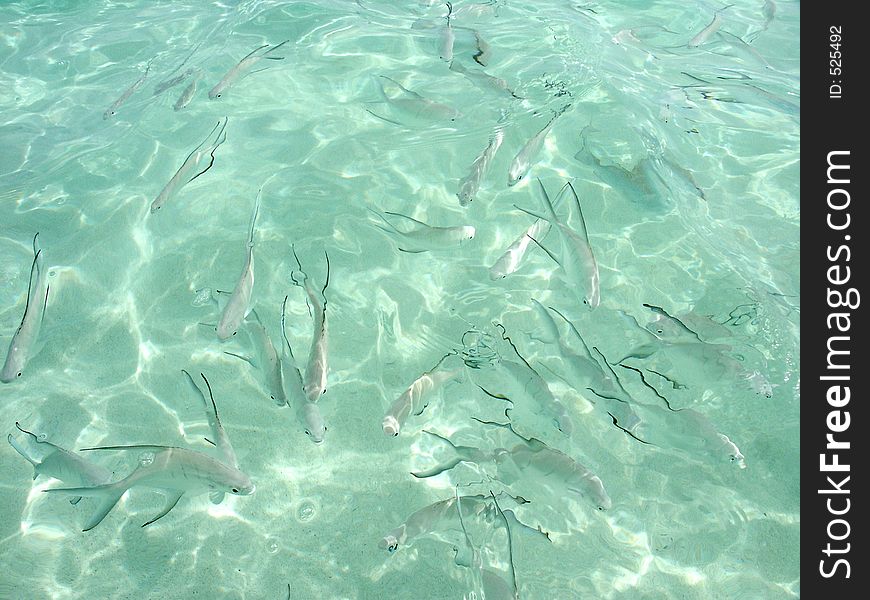 Always hungry and curious fish in Mexico