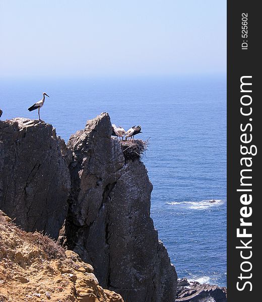 Storks on a cliff