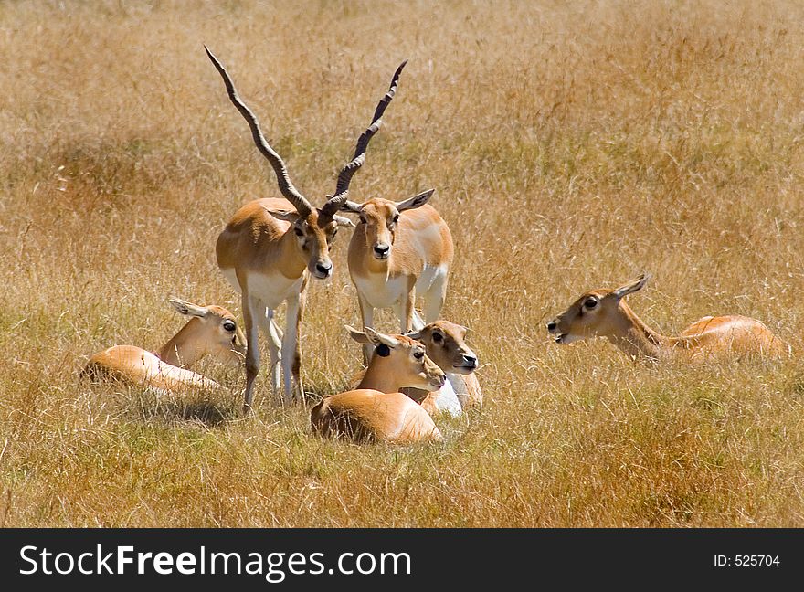 African Antelope family