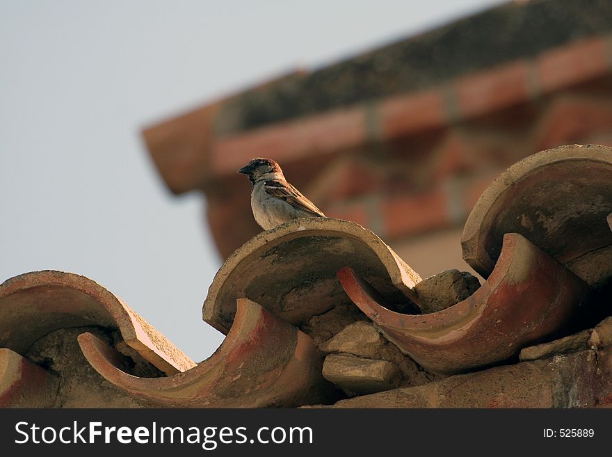 Male Spanish Sparrow on a roof