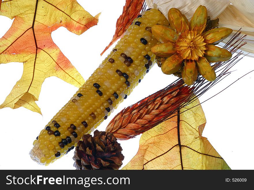 Isoated indian corn and dried leaves, pinecones and flowers. November agricultural products potpourri seasonal close-up details studio still life studio light conceptual symbolic. Isoated indian corn and dried leaves, pinecones and flowers. November agricultural products potpourri seasonal close-up details studio still life studio light conceptual symbolic