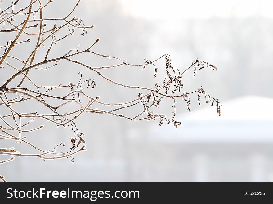 Branch covered by hoarfrost. Branch covered by hoarfrost