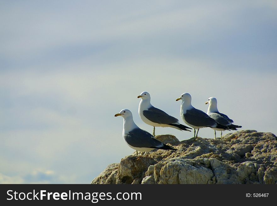 Four seagulls look toward the sky together on Antelope Island in the Great Salt Lake near Syracuse, Utah. Four seagulls look toward the sky together on Antelope Island in the Great Salt Lake near Syracuse, Utah.