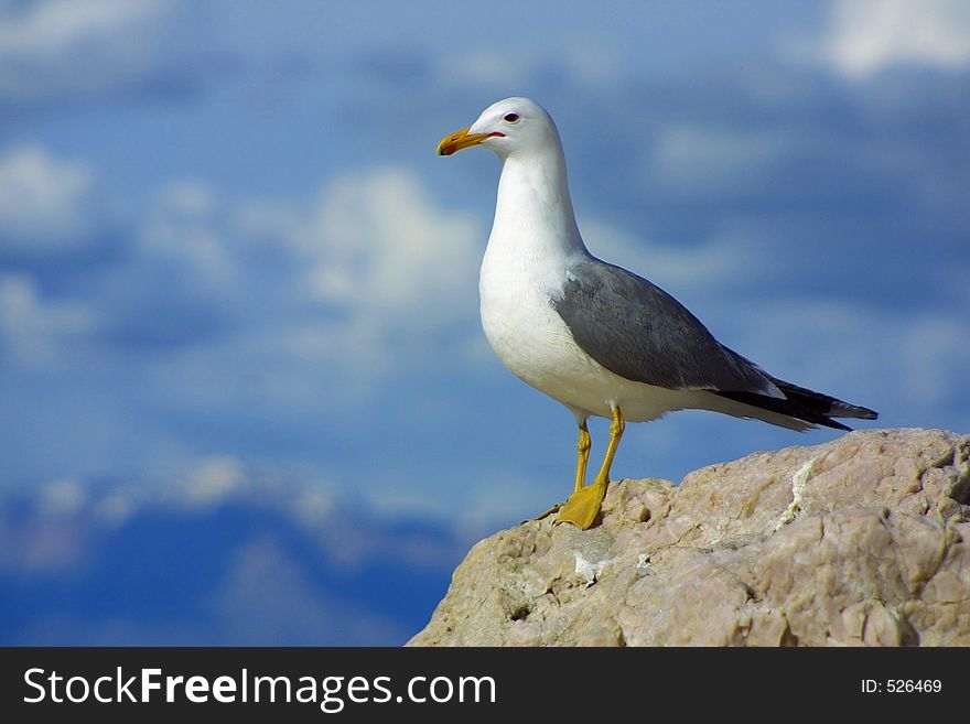 Lone seagull in front of cloudy sky