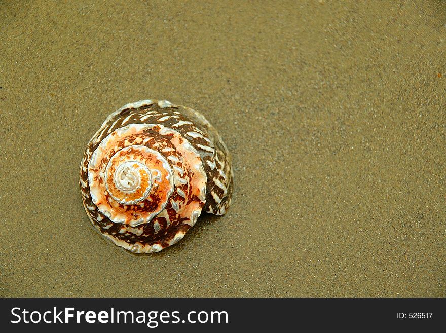 Spiral shell on sand