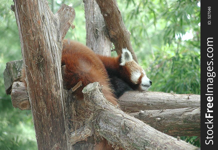 A slumbering Red Panda during nap time at the Philadelphia Zoo. A slumbering Red Panda during nap time at the Philadelphia Zoo.